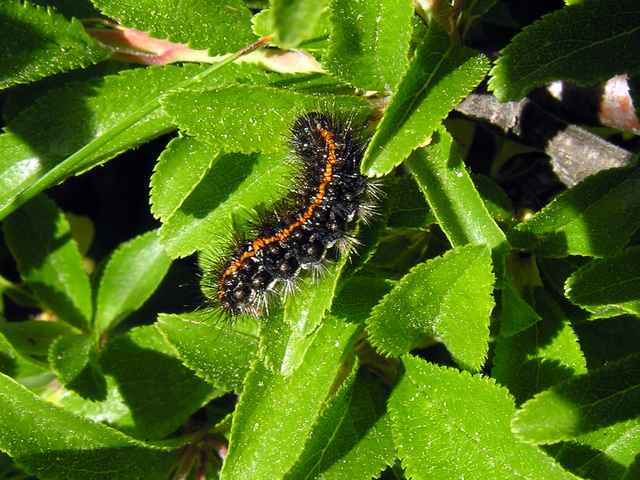 Coscinia (= Spiris) striata